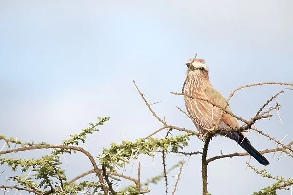 Purple roller perched on an acacia
