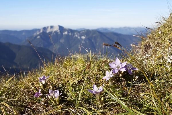 Purple saxifrage or purple mountain saxifrage at Mount Hochiss in the Rofan massif, Rofan, Tyrol, Austria, Brandenberg Alps, Rofan, Tyrol, Austria