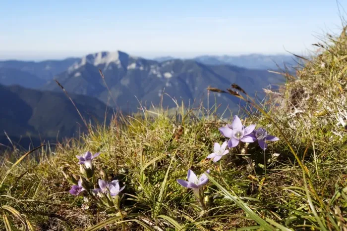 Framed Print : Purple saxifrage or purple mountain saxifrage at Mount Hochiss in the Rofan massif, Rofan, Tyrol, Austria, Brandenberg Alps, Rofan, Tyrol, Austria Framed Print : Purple saxifrage or purple mountain saxifrage at Mount Hochiss in the Rofan massif, Rofan, Tyrol, Austria, Brandenberg Alps, Rofan, Tyrol, Austria