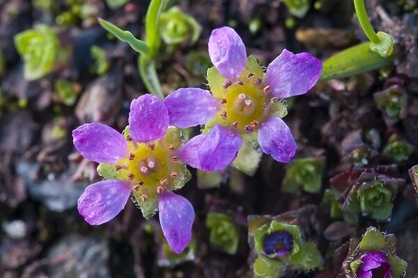 Purple Saxifrage -Saxifraga oppositifolia L. -, Carinthia, Austria