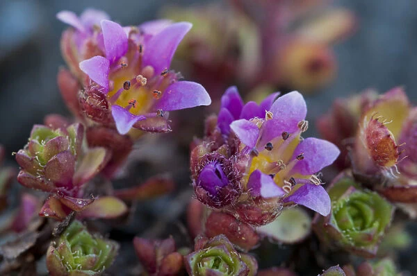 Purple Saxifrage -Saxifraga oppositifolia L. -, Carinthia, Austria