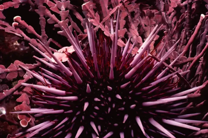 Framed Print : Purple Sea Urchin Framed Print : Purple Sea Urchin