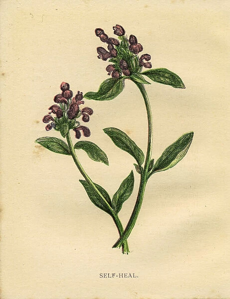 Purple self-heal wildflower Victorian botanical illustration by Anne Pratt