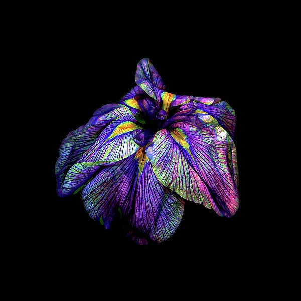 Purple Siberian Iris Neon Abstract