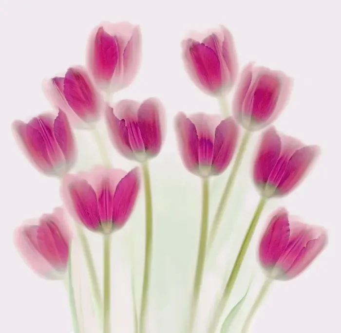 Framed Print : Purple Tulips Framed Print : Purple Tulips