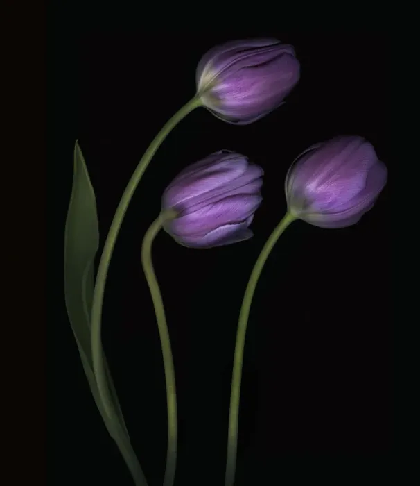 Framed Print : Purple Tulips (Tulipa)