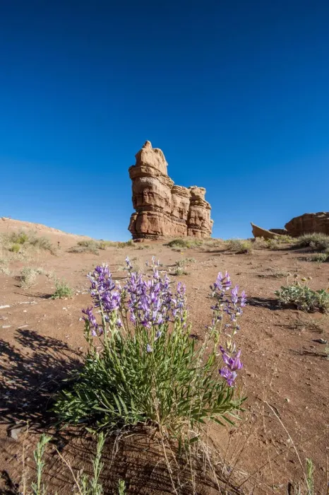 Framed Print : Purple wild flowers, Capitol Reef National Park, Utah, USA