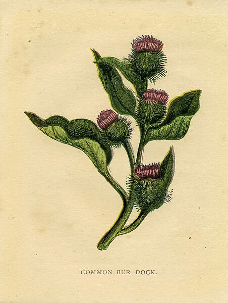 Purple wildflower common burdock Victorian botanical illustration by Anne Pratt