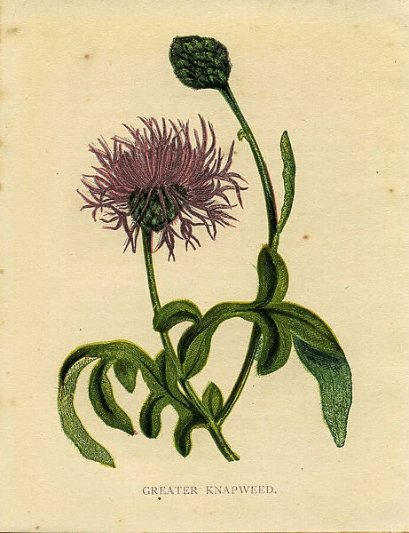 Purple wildflower greater knapweed Victorian botanical illustration by Anne Pratt