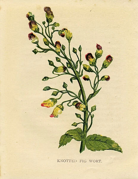 Purple wildflower knotted figwort Victorian botanical illustration by Anne Pratt