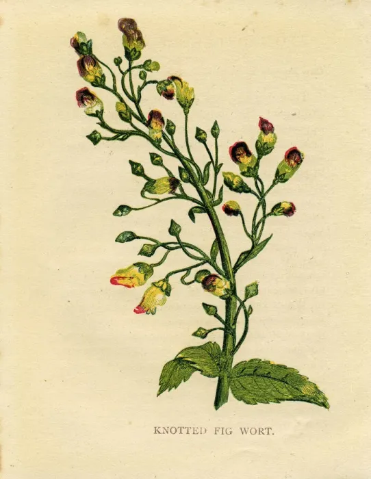 Framed Print : Purple wildflower knotted figwort Victorian botanical illustration by Anne Pratt Framed Print : Purple wildflower knotted figwort Victorian botanical illustration by Anne Pratt