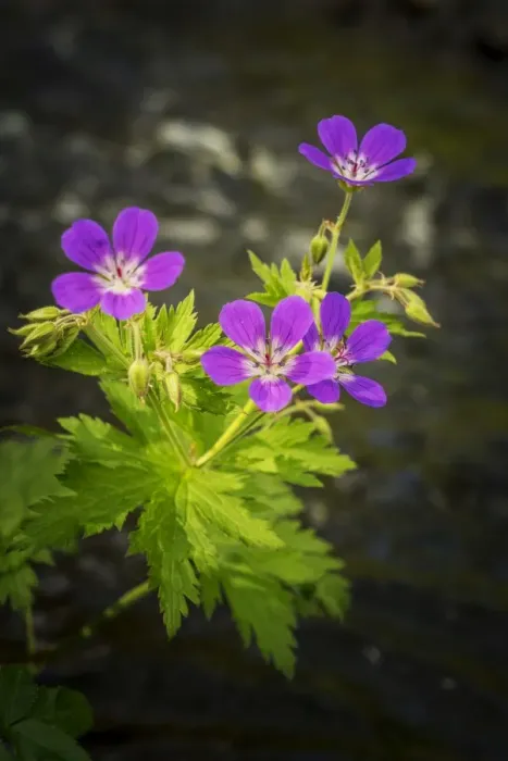 Framed Print : Purple Wildflowers Framed Print : Purple Wildflowers