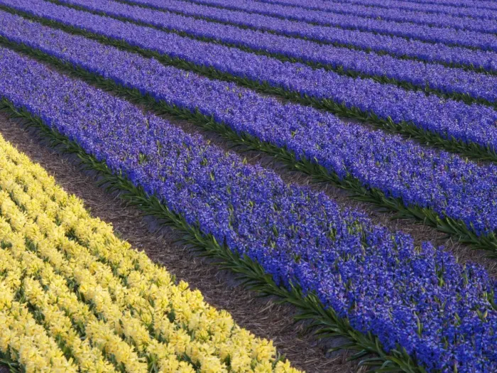 Framed Print : Purple and yellow hyacinths (Hyacinthus) fields, Lisse, South Holland, Netherlands Framed Print : Purple and yellow hyacinths (Hyacinthus) fields, Lisse, South Holland, Netherlands