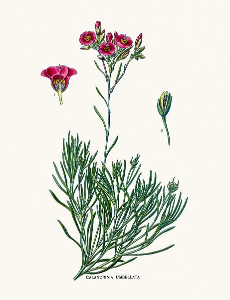 Purslane flower