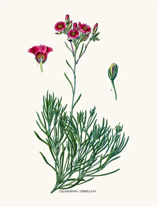 Framed Print : Purslane flower Framed Print : Purslane flower