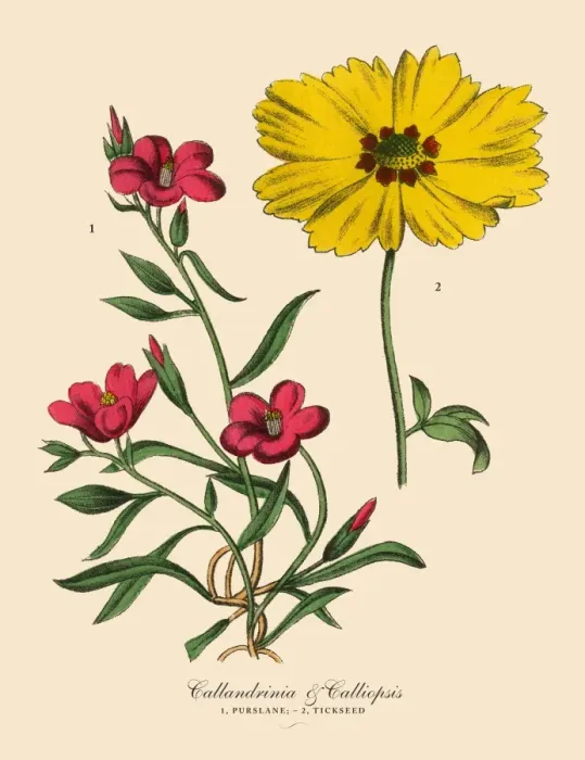 Framed Print : Purslane and Tickseed Plants, Victorian Botanical Illustration Framed Print : Purslane and Tickseed Plants, Victorian Botanical Illustration