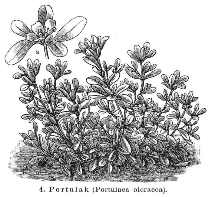 Framed Print : Purslane Vegetables engraving 1895