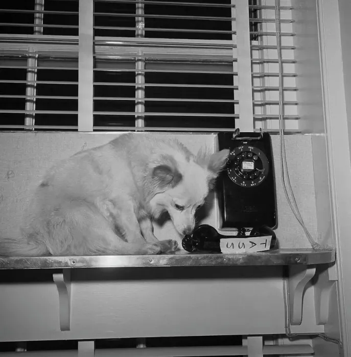 Framed Print : Pushinka a Pet of Caroline Kennedy Framed Print : Pushinka a Pet of Caroline Kennedy