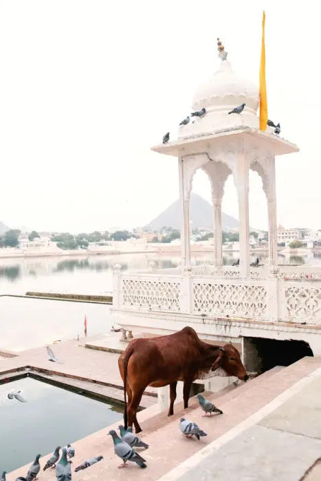 Framed Print : Pushkar lake and shrine, Pushkar Rajasthan India Framed Print : Pushkar lake and shrine, Pushkar Rajasthan India