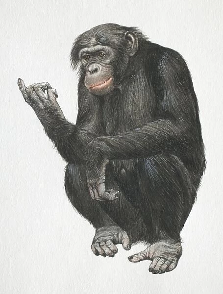 Pygmy chimpanzee, Pan troglodytes, crouching down on its legs, front view
