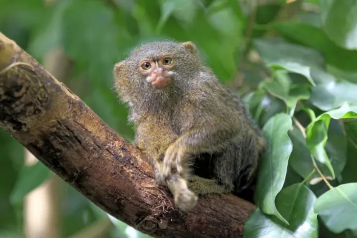 Framed Print : Pygmy Marmoset -Cebuella pygmaea-, captive, Krefeld, North Rhine-Westphalia, Germany Framed Print : Pygmy Marmoset -Cebuella pygmaea-, captive, Krefeld, North Rhine-Westphalia, Germany