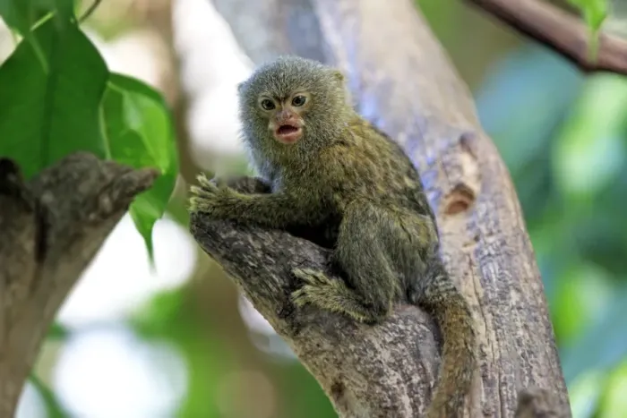 Framed Print : Pygmy Marmoset -Cebuella pygmaea-, captive, Krefeld, North Rhine-Westphalia, Germany Framed Print : Pygmy Marmoset -Cebuella pygmaea-, captive, Krefeld, North Rhine-Westphalia, Germany