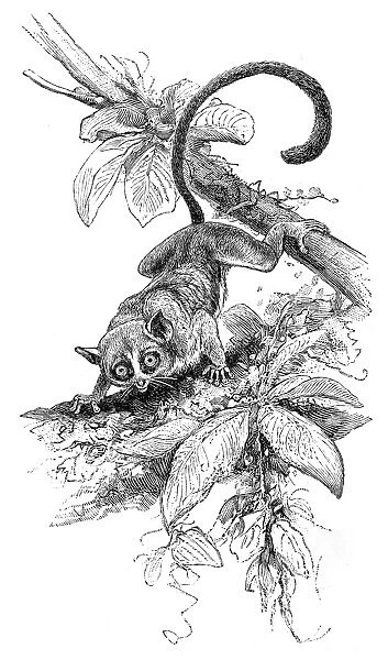 Pygmy mouse lemur engraving 1895