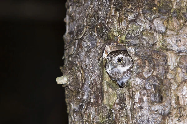 Pygmy owl (Glaucidium passerinum) looking out of its nest, Bavaria, Germany, Europe