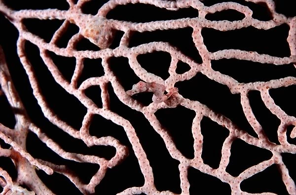 Pygmy seahorse (Hippocampus bargibanti) on Sea fan coral (Muricella)