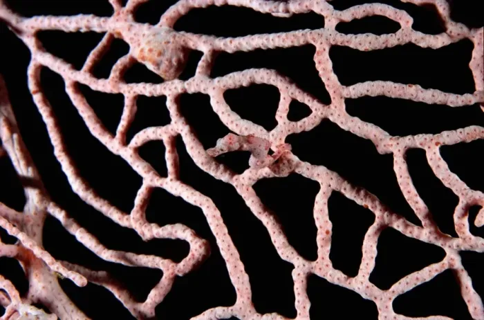 Framed Print : Pygmy seahorse (Hippocampus bargibanti) on Sea fan coral (Muricella) Framed Print : Pygmy seahorse (Hippocampus bargibanti) on Sea fan coral (Muricella)