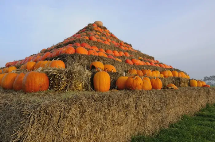 Framed Print : Pyramid of pumpkins Framed Print : Pyramid of pumpkins