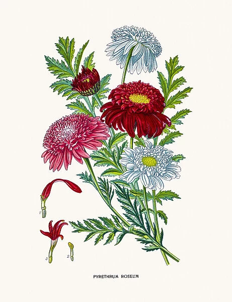 Pyrethrum flowers