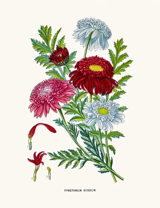 Framed Print : Pyrethrum flowers