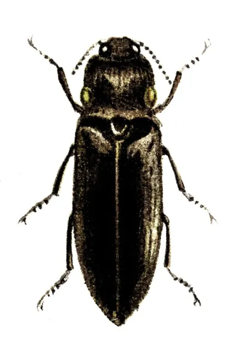 Framed Print : Pyrophorus noctilucus (Headlight Elater) Framed Print : Pyrophorus noctilucus (Headlight Elater)