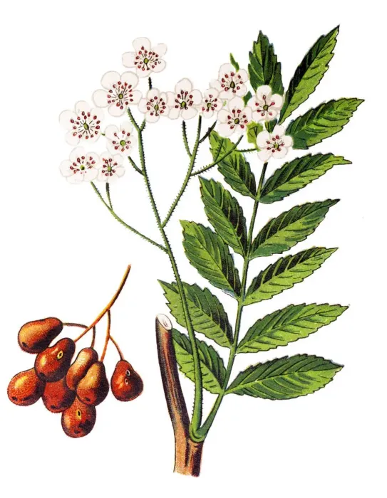 Framed Print : Pyrus communis, known as the European pear or common pear Framed Print : Pyrus communis, known as the European pear or common pear