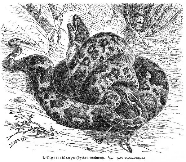 Python molurus engraving 1896