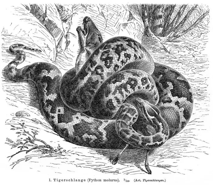 Framed Print : Python molurus engraving 1896 Framed Print : Python molurus engraving 1896