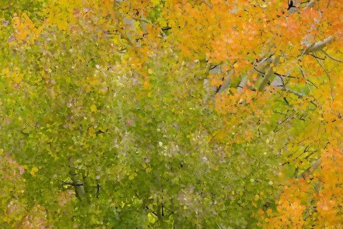 Framed Print : Quacking aspen trees in fall, Wyoming Framed Print : Quacking aspen trees in fall, Wyoming