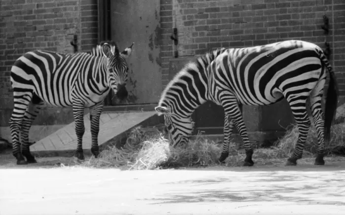 Framed Print : Quadrupeds