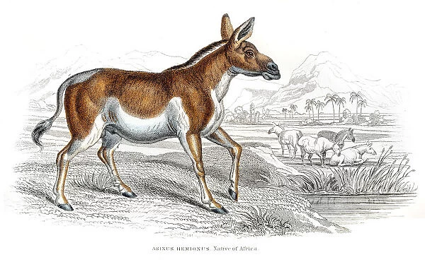 Quagga male extinct engraving 1841