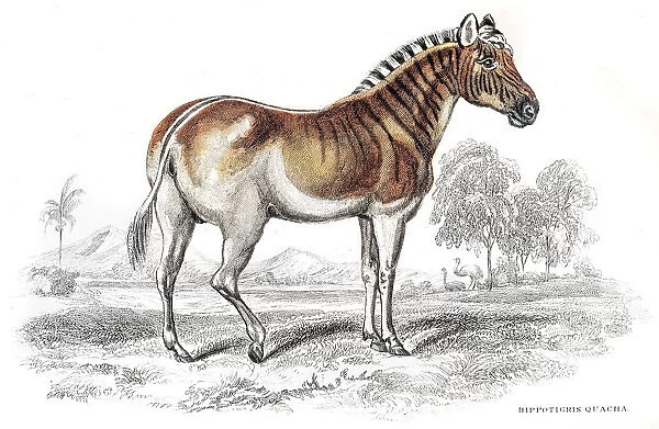Quagga Zebra extinct engraving 1841