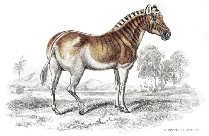 Framed Print : Quagga Zebra extinct engraving 1841 Framed Print : Quagga Zebra extinct engraving 1841