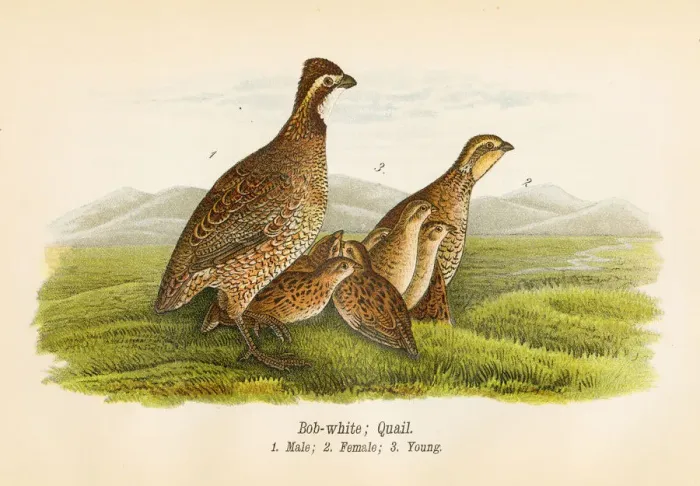 Framed Print : Quail bird lithograph 1890 Framed Print : Quail bird lithograph 1890