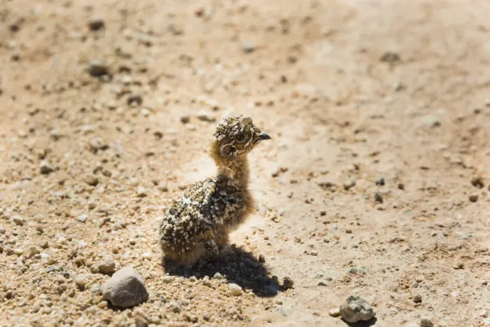 Framed Print : Quail -Coturnix coturnix- chick sitting on gravel road, Namibia Framed Print : Quail -Coturnix coturnix- chick sitting on gravel road, Namibia