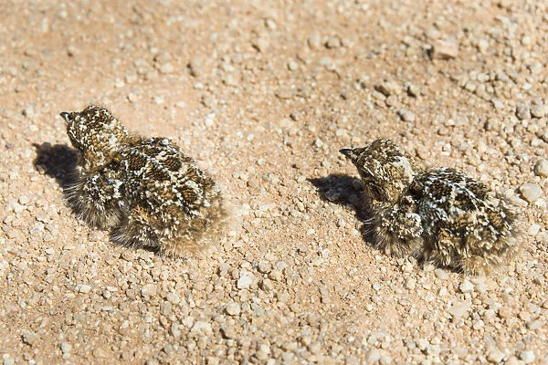 Quail -Coturnix coturnix-, two chicks sitting on a gravel road, Namibia