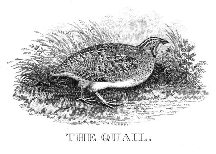 Framed Print : Quail engraving 1812 Framed Print : Quail engraving 1812