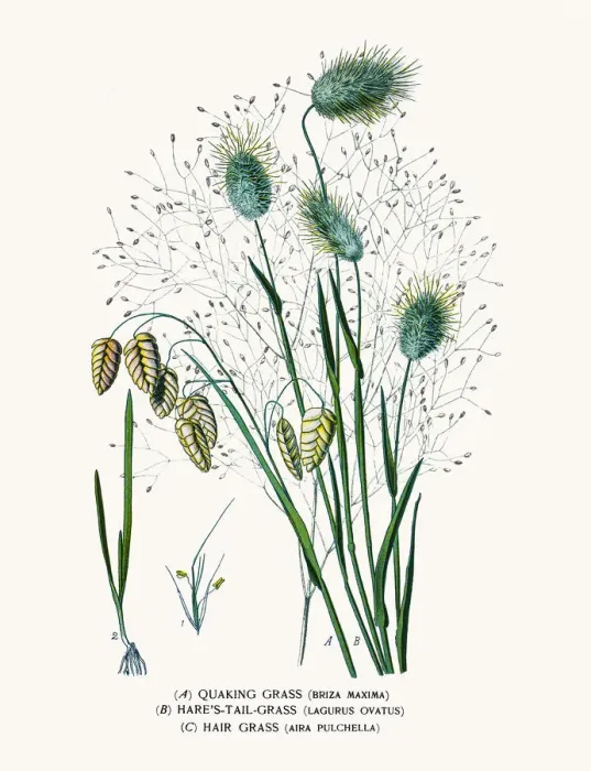 Framed Print : Quaking, Hares Tail and Hair Grasses Framed Print : Quaking, Hares Tail and Hair Grasses