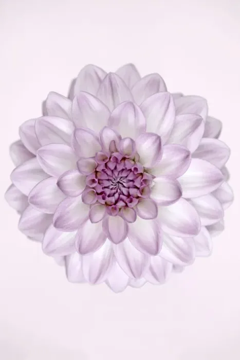 Framed Print : Que Sera. Dahlia Que Sera Framed Print : Que Sera. Dahlia Que Sera