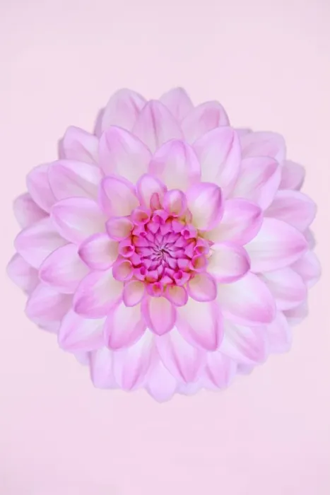Framed Print : Que Sera. Dahlia Que Sera