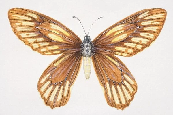 Queen Alexandras Birdwing, Ornithoptera alexandrae, yellow and brown butterfly